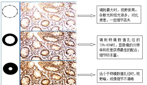 光學顯微鏡